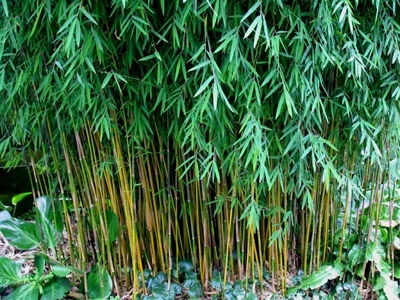 Timmermans-Tuinverzorging-tuinontwerp-tuinaanleg-energetische-tuinen-element-lucht-afbeelding-bamboe